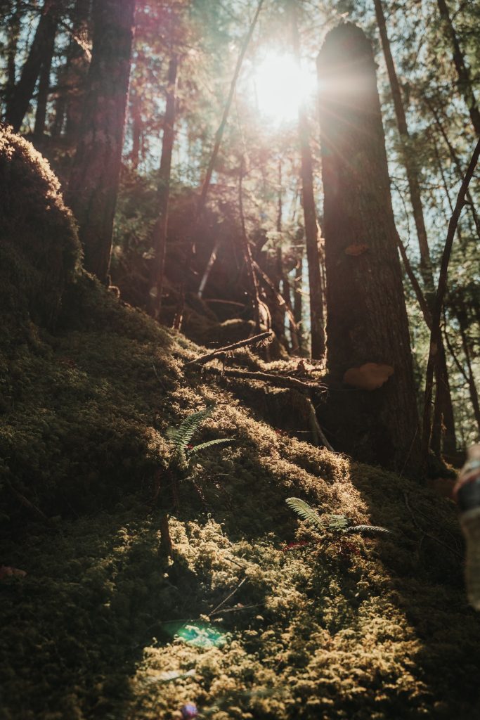 Scenery from Washington — photograph 16